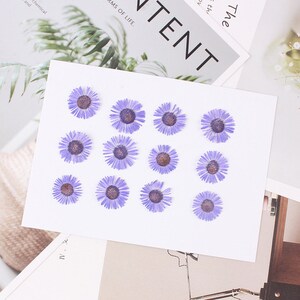 12pcs/pack Pressed Daisy Flowers Real Dried Fleabane Daisy Flower Natural Wild Preserved Flat Flower for Handmade Case Design Decor 1.5-3cm image 7
