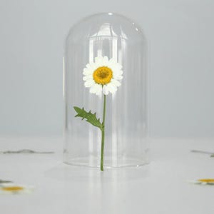 Pode incluir: Uma &uacute;nica margarida com p&eacute;talas brancas e centro amarelo est&aacute; envolta em uma c&uacute;pula de vidro transparente. O caule verde e as folhas da flor s&atilde;o vis&iacute;veis. A c&uacute;pula repousa sobre uma superf&iacute;cie branca, criando uma exibi&ccedil;&atilde;o floral minimalista.