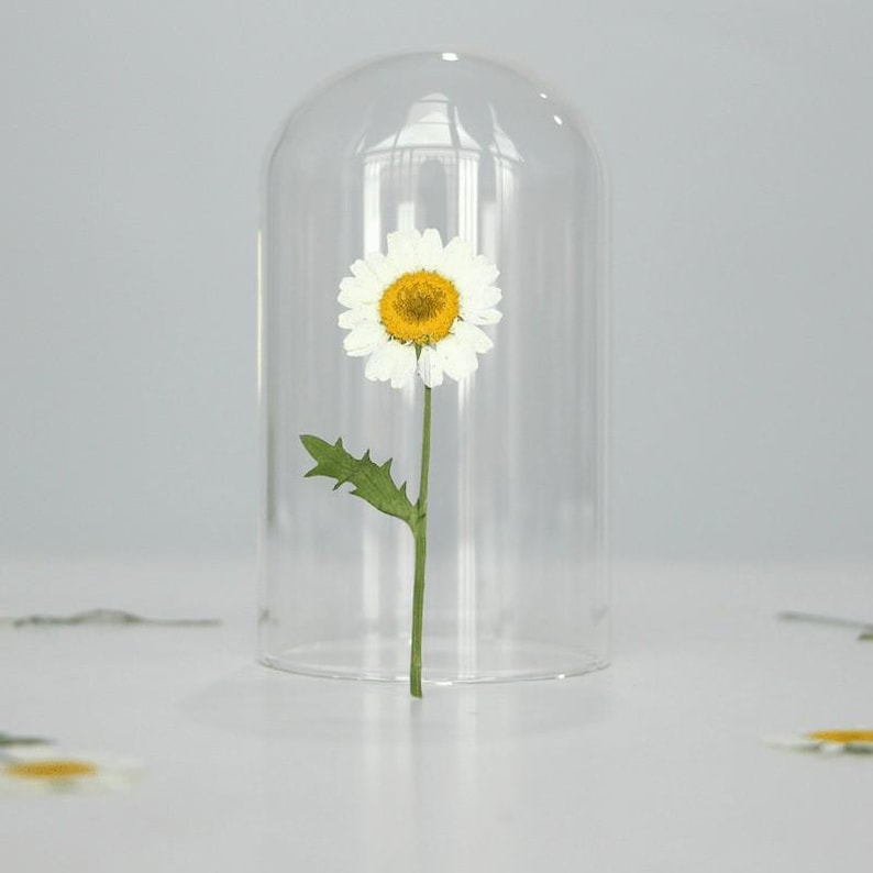 Pode incluir: Uma &uacute;nica margarida com p&eacute;talas brancas e centro amarelo est&aacute; envolta em uma c&uacute;pula de vidro transparente. O caule verde e as folhas da flor s&atilde;o vis&iacute;veis. A c&uacute;pula repousa sobre uma superf&iacute;cie branca, criando uma exibi&ccedil;&atilde;o floral minimalista.