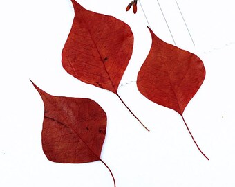 12pcs/pack Dyed Red Pressed Leaves, Natural Dried Florida Aspen Leaf Specimen for Botanical Teaching, DIY Crafts, Jewelry Making, Resins
