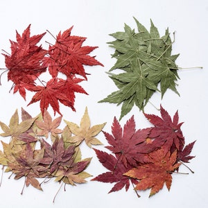 12pcs/pack Pressed Maple Leaves, Dried Autumn Leaf for Bookmark Decorative Filling, iPhone/iPad Case Decor - Leaf for Autumn Wedding