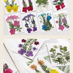 Surtido de flores prensadas, flores secas naturales para decoración de uñas, marcapáginas y fundas de iPhone: Sakura, flor de cerezo, margarita y narciso.