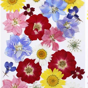 Lot de 2 fleurs pressées, assortiment de fleurs séchées naturelles pour art botanique, résines, cadeau de Saint-Valentin, fabrication de cartes