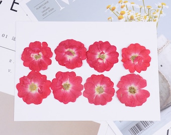 Paquete de 16 rosas prensadas, flores secas para colgar en marcos de vidrio, decoración del hogar, camafeos de cabujón y fundas para iPad.