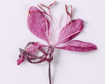 12pcs/pack Pressed Flowers, Natural Dried Peach Blossom Flowers for iPhone Case Decor, Wall Art, Handmade Crafting