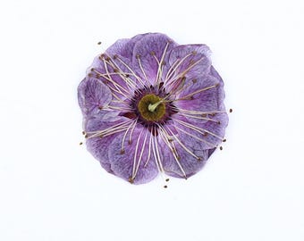 Paquete de 12 flores de ciruelo prensadas, flores secas naturales para rellenos de resina, fundas de iPhone hechas a mano, arte floral para pared.