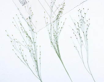 12pcs/pack Huge Real Pressed Fountain Grass, Natural Dried Leaves for Wall Arts, Necklace, iPad Case Decor
