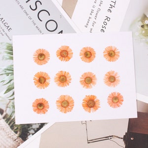 12pcs/pack Pressed Daisy Flowers Real Dried Fleabane Daisy Flower Natural Wild Preserved Flat Flower for Handmade Case Design Decor 1.5-3cm image 8