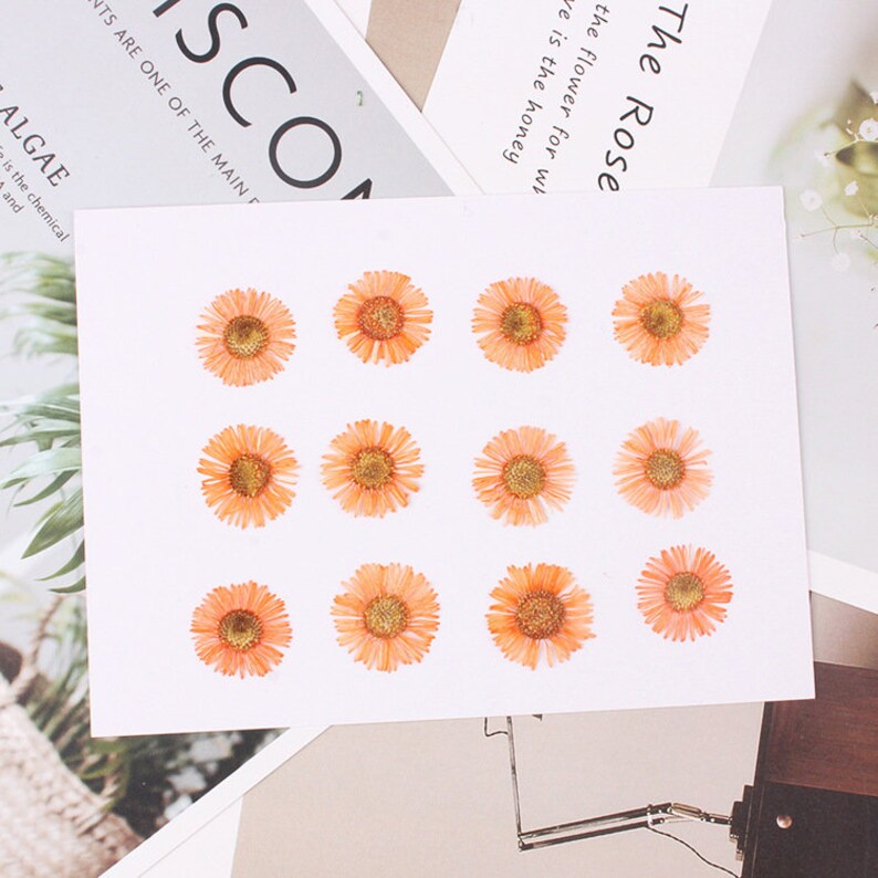 12pcs/pack Pressed Daisy Flowers Real Dried Fleabane Daisy Flower Natural Wild Preserved Flat Flower for Handmade Case Design Decor 1.5-3cm image 8