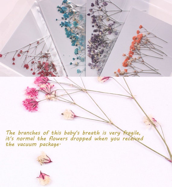 12pcs Pressed Real Dried Flowers Babysbreath for DIY Art Craft Scrapbooking 12pcs Pressed Real Dried Flowers Babysbreath for DIY Art Craft Scrapbooking