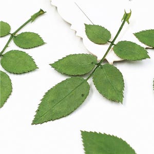 May include: A collection of dried green rose leaves, perfect for crafting and scrapbooking.