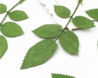 24pcs/2packs Pressed Rose Leaves, Natural Dried Leaves DIY Plant Specimen for Jewelry Making Filler, Resin, iPad Case decor, Bookmarks