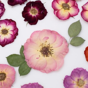 May include: Overhead shot of various dried rose blossoms in shades of pink, red, and purple, with green leaves, arranged on a white background. The flowers have a delicate, textured appearance, showcasing their natural beauty.