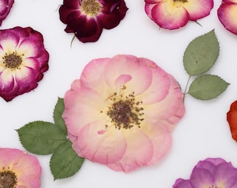 Paquete de 12 rosas prensadas naturales: cabezas de rosas secas bicolores, degradadas y naturales, especímenes botánicos de alta calidad para arte en resina y velas.