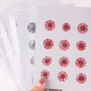 12pcs/pack Pressed Daisy Flowers Real Dried Fleabane Daisy Flower Natural Wild Preserved Flat Flower for Handmade Case Design Decor 1.5-3cm image 2