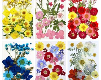 Flores y hojas prensadas auténticas, rosas secas naturales para joyería de resina, manualidades, pendientes con cuentas y proyectos artísticos.