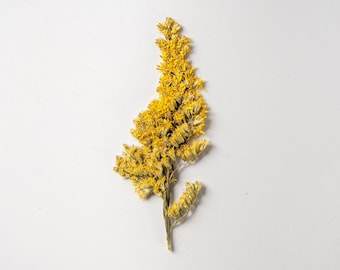 Paquete de 12 flores de vara de oro prensadas y solidago secas para manualidades botánicas, scrapbooking, fabricación de velas y arte con resina.
