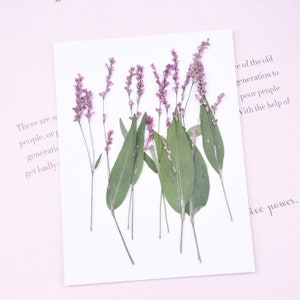 Fleurs séchées pressées Pennisetum orientalis avec tige pour création artisanale, pressée de plantes pour de véritables bijoux botaniques