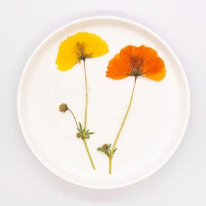 Puede incluir: Un plato de cerámica blanco con dos flores prensadas. Una flor es amarilla, la otra naranja. Las flores tienen tallos largos y están dispuestas en el plato. El plato es redondo.