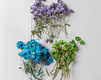 12pcs/pack Pressed Daisy Flowers with Stem, Real Dried Wild Daisy Blossoms for Resin Art, Wedding Bouquet Preservation, Floral Bookmark