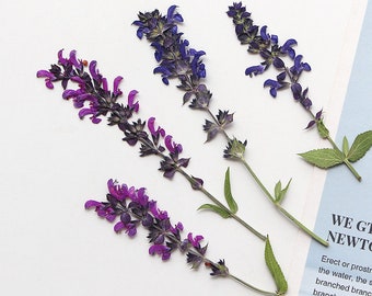 Paquete de 12 tallos de salvia prensados y secos, flores prensadas y secas, ramo de salvia de jardín prensada real para bodas, manualidades hechas a mano.