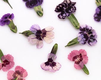 Paquete de 12 flores de Dianthus prensadas, claveles silvestres rosados secos naturales para resina, decoración de velas DIY y especímenes botánicos.