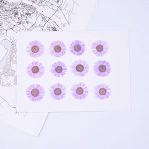 12pcs/pack Pressed Daisy Flowers Real Dried Fleabane Daisy Flower Natural Wild Preserved Flat Flower for Handmade Case Design Decor 1.5-3cm Light Purple 2