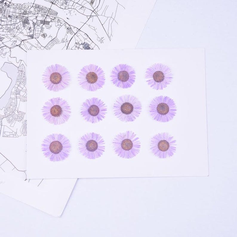 12pcs/pack Pressed Daisy Flowers Real Dried Fleabane Daisy Flower Natural Wild Preserved Flat Flower for Handmade Case Design Decor 1.5-3cm Light Purple 2