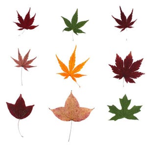 12pcs/pack Real Pressed Maple Leaves, Natural Dried Leaves for Bookmarks, Scrapbooking, Photo Framing, Resin Fillers