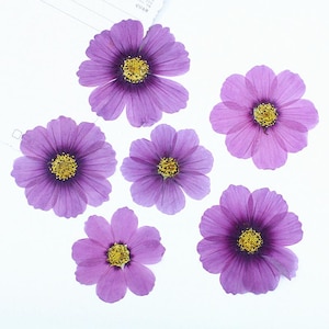 24 unidades/2 pacotes de Coreopsis Rosea seca prensada, flores prensadas reais para arte de parede, molduras de vidro, enchimentos de resina
