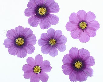 24 unidades (2 paquetes) de Coreopsis Rosea prensada y seca, flores prensadas reales para decoración de pared, marcos de vidrio y rellenos de resina.