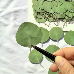 Puede incluir: Primer plano de hojas de eucalipto secas, mostrando su forma redonda y color verde. Se utilizan unas pinzas negras para manipular las hojas. Las hojas están dispuestas sobre una superficie blanca, lo que sugiere un tema artesanal o botánico.