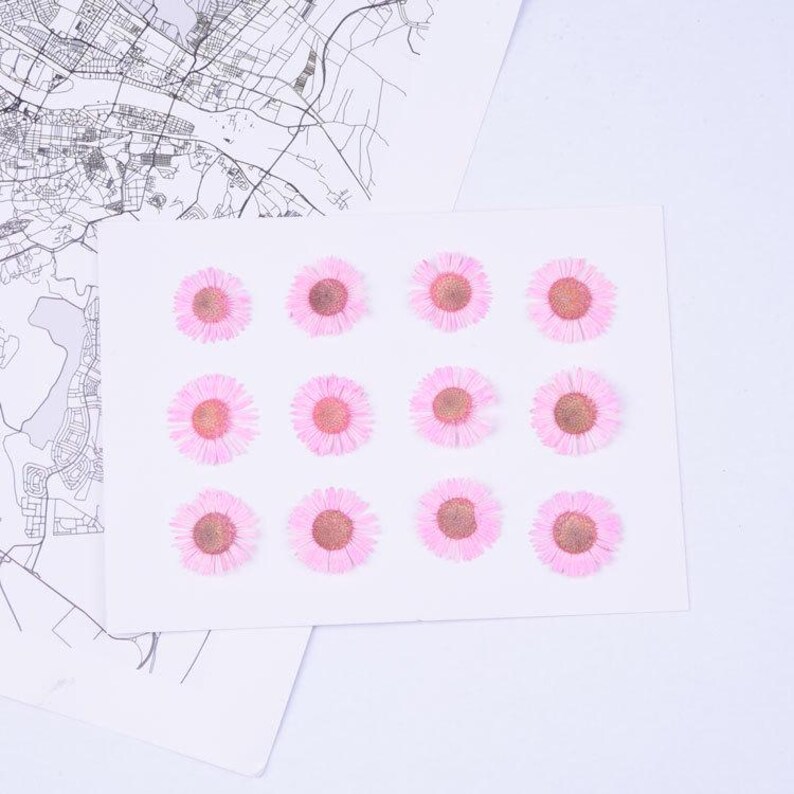 12pcs/pack Pressed Daisy Flowers Real Dried Fleabane Daisy Flower Natural Wild Preserved Flat Flower for Handmade Case Design Decor 1.5-3cm Light Pink