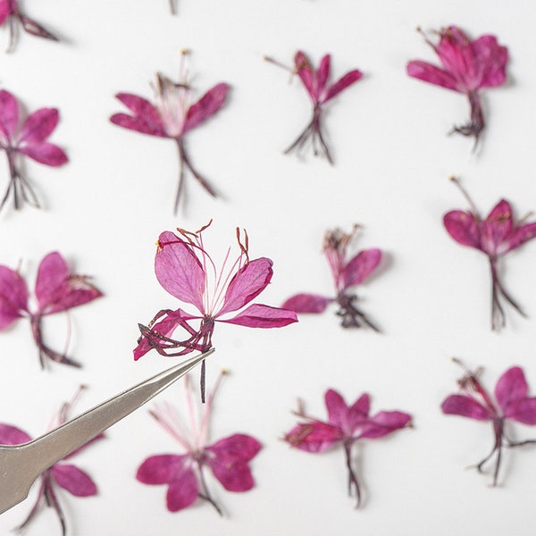 12pcs/pack Dried Pressed Flowers, Natural Berry Gaura Herbarium Specimen for iPhone Case Decor Handmade Crafting, Wedding and Makeup