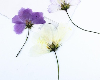 12pcs/pack Side Pressed Garden Cosmos, Natural Dried Flowers with Stem for iPhone Case Decor, Glass Framing, Handmade Candle Design