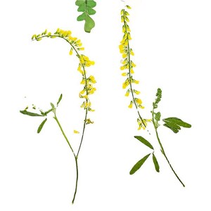 May include: Pressed yellow wildflowers with delicate green leaves against a white background. The image showcases the natural beauty of the pressed flowers, highlighting their intricate details and vibrant color. The composition is simple and elegant.