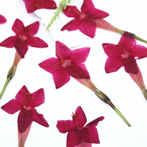 May include: Close-up of several deep magenta star-shaped flowers with long, slender stems. The flowers are arranged on a white background, showcasing their vibrant color and delicate details. The petals are a rich, saturated hue.