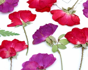 Paquete de 12 rosas prensadas laterales, rosas secas reales con tallo para decorar fundas de MacBook, marcos de cristal y preservación de flores para bodas.