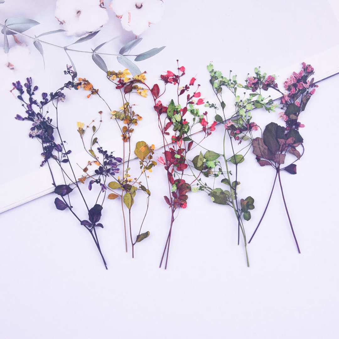 12pcs/pack Dried Flowers Stems, Mixed Pressed Steams, Preserved Real