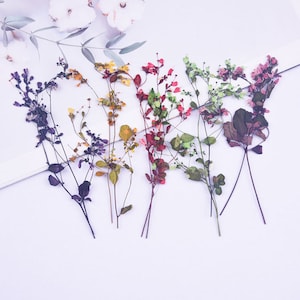 12 pz/confezione di steli di fiori secchi, bouquet pressato misto, fiori veri conservati per composizioni botaniche, cornice per foto, rami di talictro