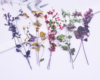 12pcs/pack Dried Flowers Stems, Mixed Pressed Bouquet, Preserved Real Flowers for Botanical Arrangements, Photo Frame, Thalictrum Branches