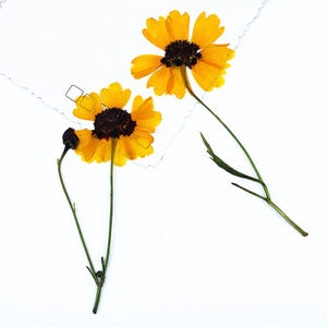 Puede incluir: Dos flores amarillas prensadas con centros marrón oscuro y tallos verdes se muestran sobre un fondo blanco. Una flor está completamente florecida, mientras que la otra está parcialmente florecida. Las flores están colocadas cerca de un trozo de papel blanco rasgado.