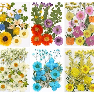 Mélange de fleurs séchées pour oeuvre d'art en résine et marque-page à faire soi-même - Collection de vraies fleurs et feuilles pressées