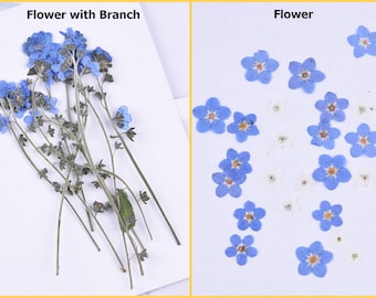 May include: Two sets of dried blue forget-me-not flowers. One set has the flowers on stems, the other set has the flowers separated from the stems. The text "Flower with Branch" is above the first set and "Flower" is above the second set.