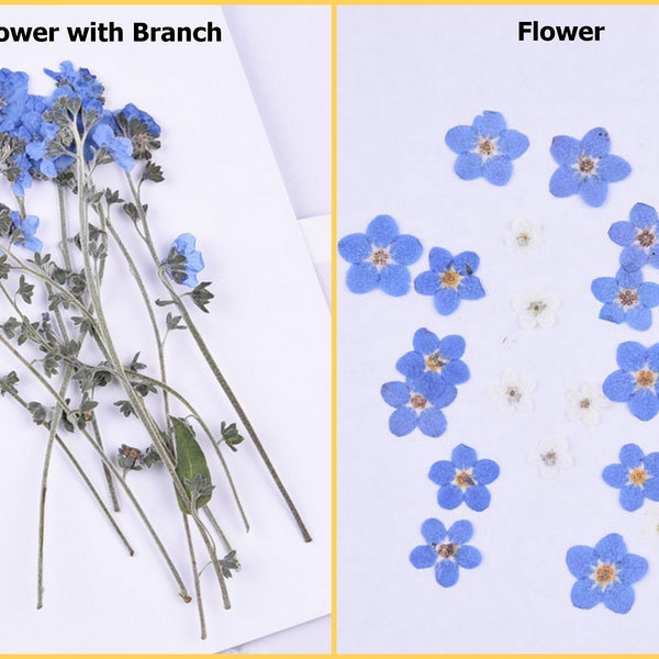 Natural Dried Flower Branch Scorpion Grasses Myosotis forget-me-nots DIY Plant Specimens Pressed Herbarium Decor Handmade Craft