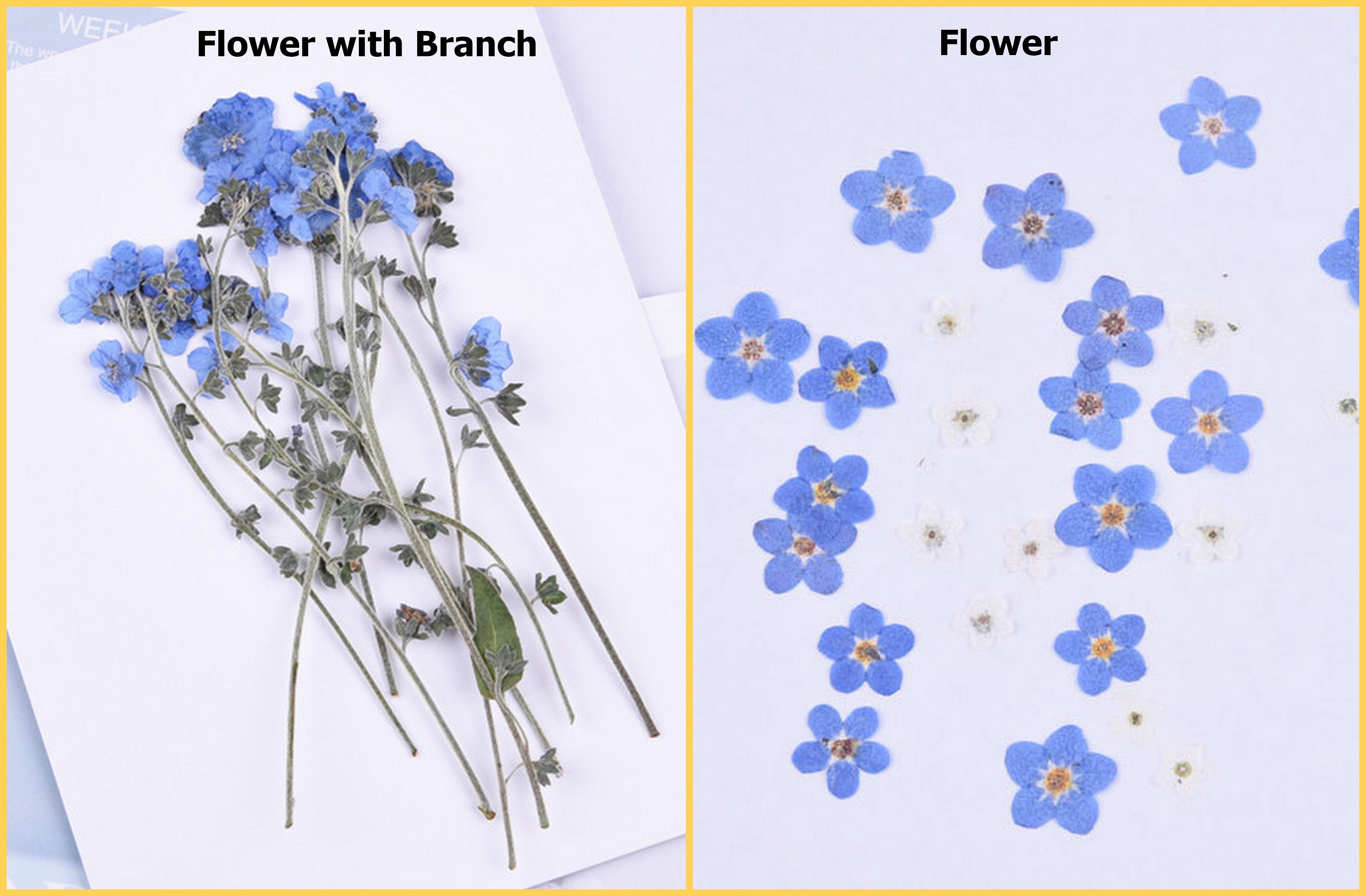 Natural Dried Flower Branch Scorpion Grasses Myosotis Forget-me