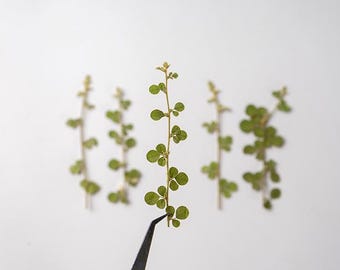 Paquete de 12 hojas prensadas de marihuana (tres hojas) para marcapáginas, decoración de pared y diseño de joyería floral.
