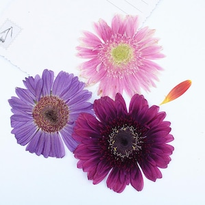 May include: Three pressed flowers, one purple, one pink, and one dark purple, arranged on a white background.