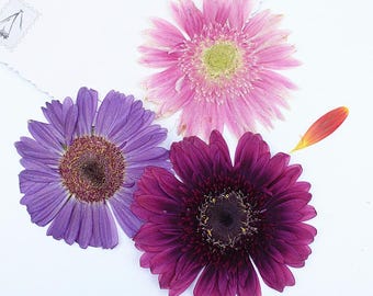 Paquete de 3 unidades de gerberas gigantes prensadas de 8-12 cm, flores secas naturales, flores planas silvestres preservadas para auténticas manualidades botánicas.