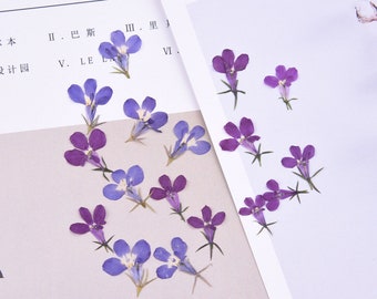 20pcs/pack Pressed Dried Flowers Lobelia Erinus for Handmade Crafting Genuine Botanical Jewelry CC022